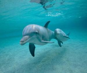 Puzzle Dauphin avec un petit en nageant dans la mer