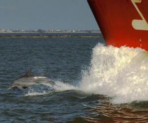 Puzzle dauphin et le saut en avant d'un bateau