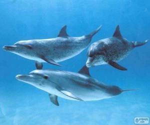 Puzzle Dauphins à nager dans le lit de la mer