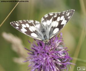 Puzzle Demi-deuil papillon