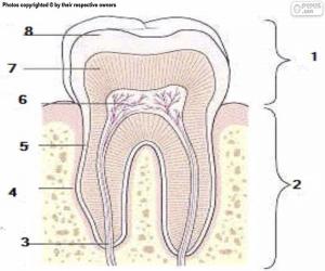 Puzzle Dent humaine