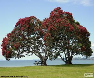 Puzzle Deux arbres