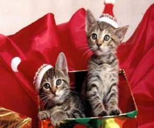 Puzzle Deux chatons avec chapeau de Père Noël dans un coffret cadeau