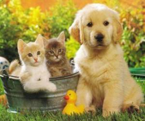 Puzzle deux chatons avec un chiot