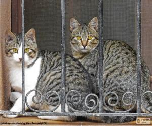 Puzzle Deux chats dans une fenêtre