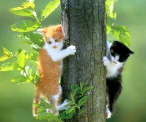 Puzzle Deux chats l'escalade d'un arbre