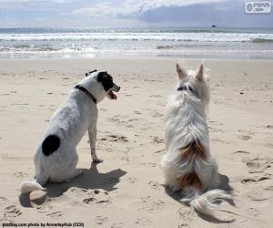 Puzzle Deux chiens sur la plage