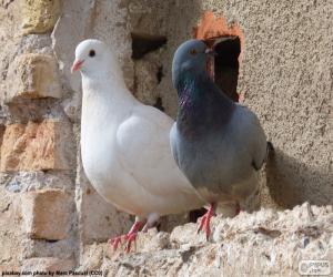 Puzzle Deux Colombes