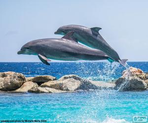 Puzzle Deux dauphins en sautant