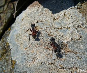 Puzzle Deux fourmis