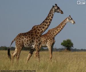 Puzzle Deux girafes dans la savane