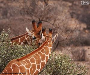Puzzle Deux girafes mangeant des feuilles