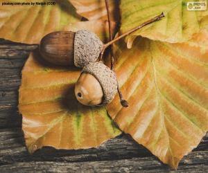 Puzzle Deux glands et feuilles d’automne