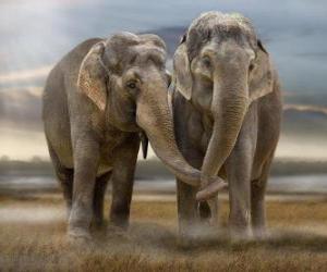 Puzzle Deux grands éléphants avec des troncs entrelacés