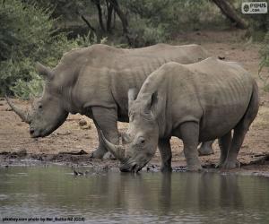 Puzzle Deux grands rhinocéros blancs