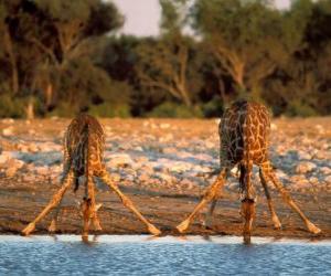 Puzzle Deux jirafas, à boire à un flaque d'eau dans la savane