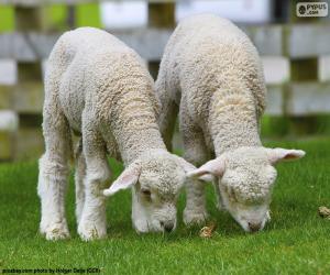 Puzzle Deux moutons tendres