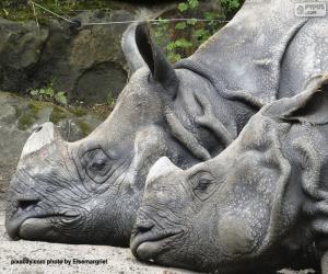 Puzzle Deux rhinocéros au repos