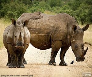 Puzzle Deux rhinocéros