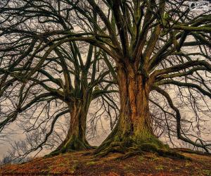 Puzzle Deux vieux arbres