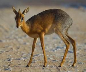 Puzzle Dik-dik