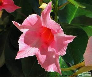 Puzzle Dipladenia rose fleur