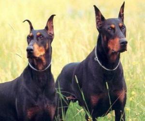 Puzzle Dobermann