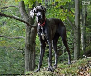 Puzzle Dogue Allemand