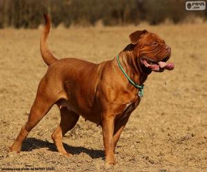 Puzzle Dogue de Bordeaux