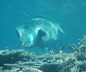 Puzzle Dugong