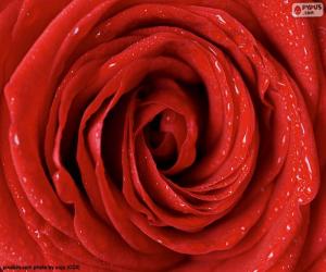 Puzzle Détail de la Rose rouge