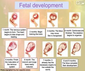 Puzzle Développement du foetus (anglais)