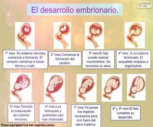 Puzzle Développement du fœtus (espagnol)