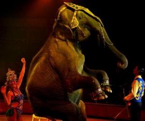 Puzzle Éléphant au cirque