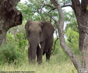 Puzzle Elephant manger de l'herbe