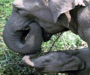 Puzzle Elephant manger