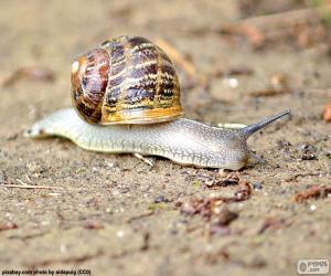 Puzzle Escargot sur le terrain