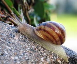 Puzzle Escargot sur un rocher