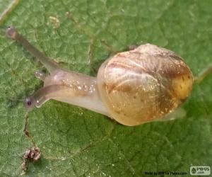 Puzzle Escargot sur une feuille