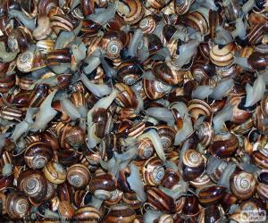 Puzzle Escargots