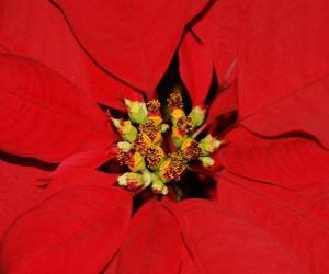 Puzzle Étoile de Noël - Poinsettia