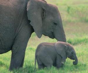 Puzzle Famille d'éléphants