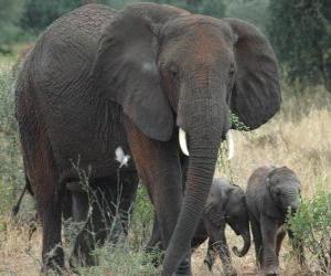 Puzzle famille d'éléphants