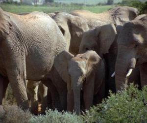 Puzzle famille d'éléphants