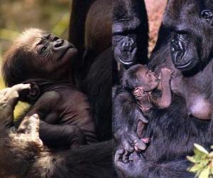 Puzzle famille de gorilles