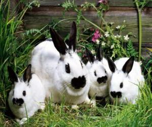 famille de lapin