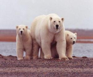 Puzzle Famille de ours polaires