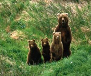 Puzzle Famille de ours