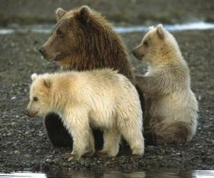 Puzzle Famille de ours