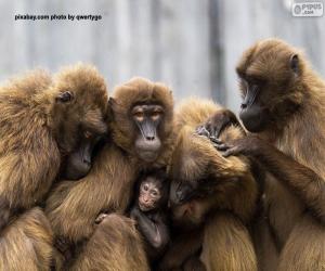 Puzzle Famille des singes